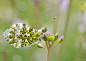 Lucy Filippini_Orange Tip...