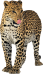 动物 豹子图片美洲豹素材PNG模板