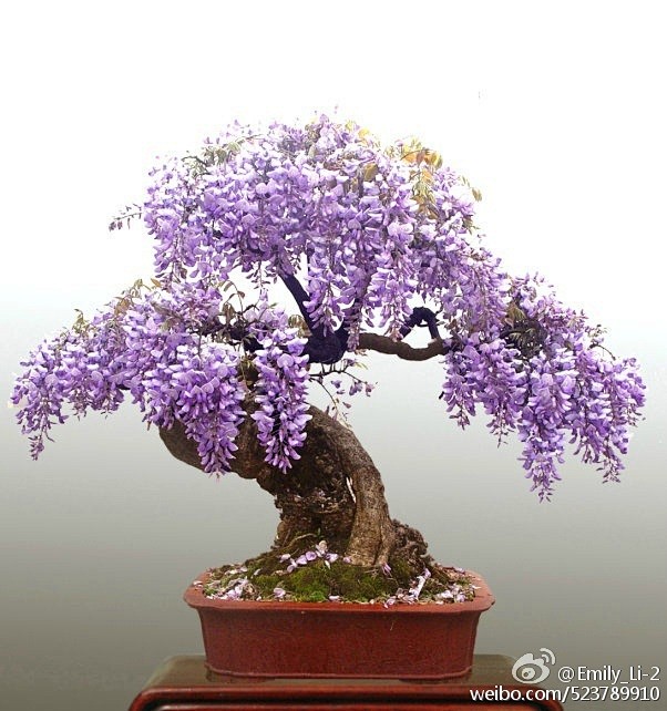 盆景紫藤