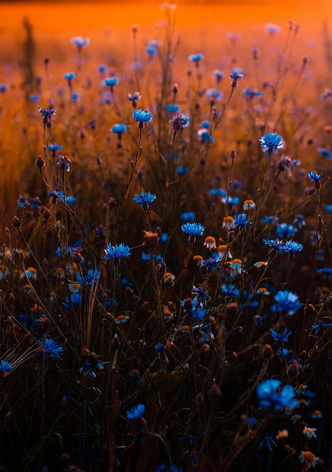 藍色花朵的傾斜移位鏡頭照片