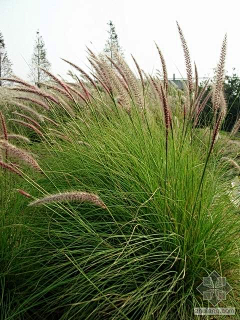 默默的……采集到植物