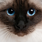 猫咪“证件照”：萌翻你的可爱猫脸集锦