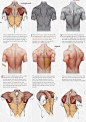 #anatomy #man #body