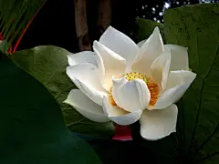 白莲花