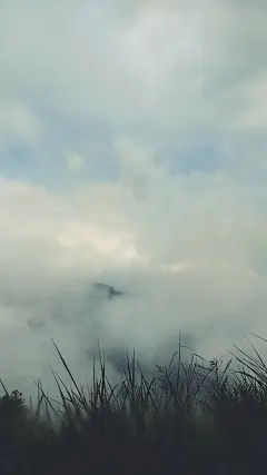 小清新，森林系，静物手机壁纸，白雾缭绕，朦朦胧胧
