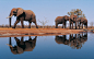 Elephants around lake wallpaper | 2880x1800 | 4121 | WallpaperUP