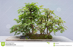 corvo采集到植物