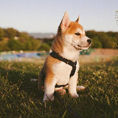 微甜TING采集到柴犬.