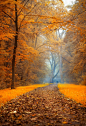 Autumn path