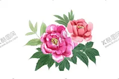 国画水墨唯美牡丹花开插画 【酷图网】国画,水墨,唯美,牡丹,花开,插画,