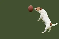 点击来源直接获取大图文件 |处于劣势的队伍努力取胜的概念，一只有趣的跳跃小狗正在接美式橄榄球