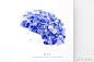 #水彩# 绣球花儿 ​​​教程，步骤 李淡淡