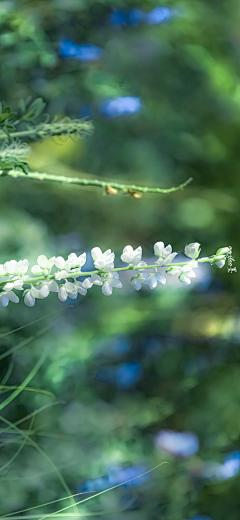 白嘟嘟~采集到花花