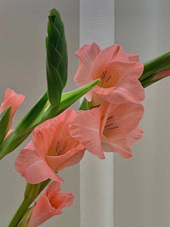 云淡风轻fanyun采集到菖蒲