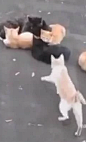 7只猫咪压马路
