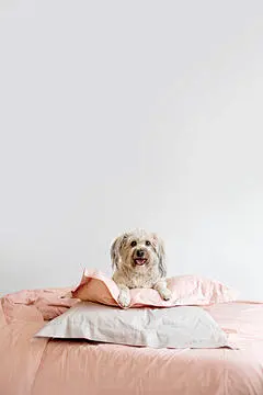 点击来源直接获取大图文件 |happy mixed breed dog posing on a bed on two pillows