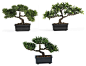 Bonsai Silk Plants, Set of 3 - Asian - Artificial Flowers Plants And Trees - by Covered In Style Inc