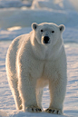 polar bears pictures | Polar bear, Spitsbergen, Norway — JaMonkey - Atlanta Mom Blogger ...