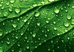 绿色植物叶子海报背景矢量图高清素材 设计图片 免费下载 页面网页 平面电商 创意素材