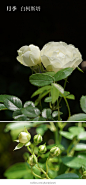 刚开的月季，我非常喜欢的一个品种，白科斯塔。花瓣白色有点青，花小成簇，花期较长，花的香味带些果味。很清新的一款小花月季。推荐推荐。