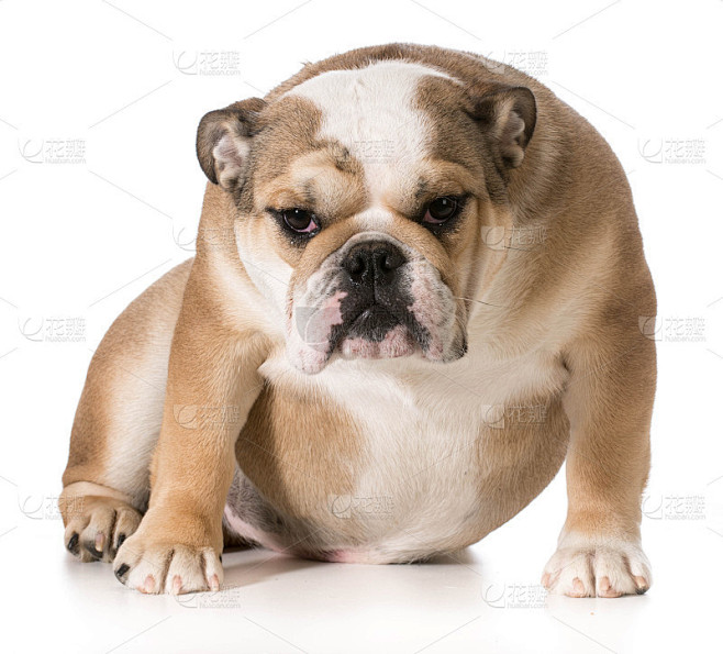 英国牛头犬