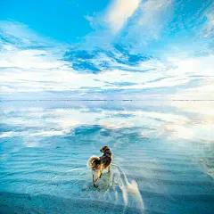海