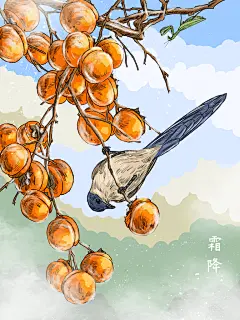 二十四节气霜降手绘柿子插画