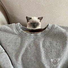 猫123584采集到欣赏--喵喵教