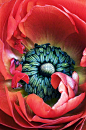 Ranunculus | Nature