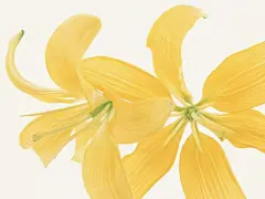 典雅的芳华百合花壁纸桌面壁纸1