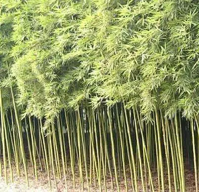 早园竹-花瓣网