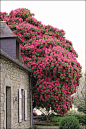 Rhododendron