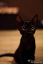 黑猫最可爱了噻! @凡夏朵Jadore// 【心奇♬╯3╰】 【我也想有一只猫】:昨天做梦~~我也有一只跟这个一样一样的猫猫~~那叫一个活泼可爱啊！！哈哈 http://t.cn/zO9Og5V --来自@人人小站