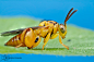 Chalcid Wasp - Conura sp. by ColinHuttonPhoto on deviantART