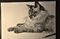 狮鸢SONNY  的插画 CAT