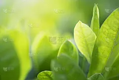 特写的自然绿叶和阳光与绿色植物模糊的背景使用作为装饰生态环境，新鲜的壁纸概念。——图片