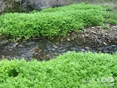 天使食府的辣炒水芹菜，花亭湖水芹菜炒牛香干, 沙姆斯基旅游攻略