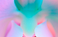 GLOWING EMBRYO : ORCHID