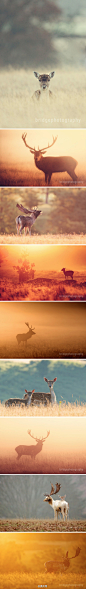 【精灵般的生灵】英国摄影师 Mark Bridger