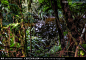生态树林 银蕨密林 参天古木 森林 树叶 仰拍大树 密集树叶 马瑟森湖树林 新西兰南岛景点 高大树干 绿色植物 灌木草丛 马尾草 草地植被 布满青苔