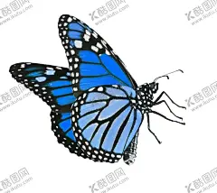 蝴蝶 【酷图网】蝴蝶,蝴蝶图腾,绚丽蝴蝶,蝴蝶手绘,蝴蝶插画,抽象蝴蝶,创意蝴蝶,蝴蝶名片,蝴蝶手提袋,创意海报,高档蝴蝶,彩色蝴蝶,金蝶,彩蝶,蜕变,蝶变,动物图腾,动物手绘