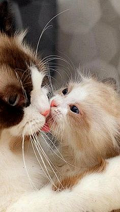 letsnerous采集到猫 GATTI✿✫✱