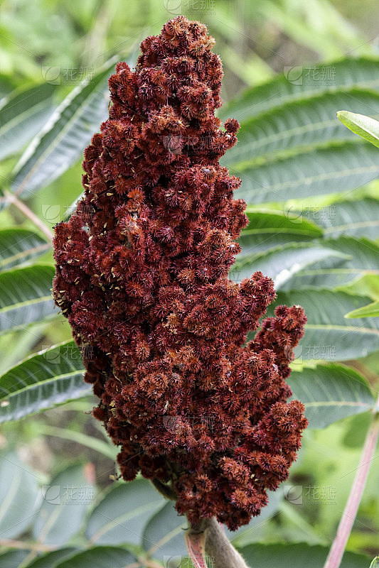 漆树开花