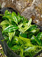 普洱茶古树茶即将到来