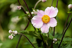 花见calla采集到花