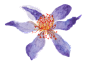 花PNG