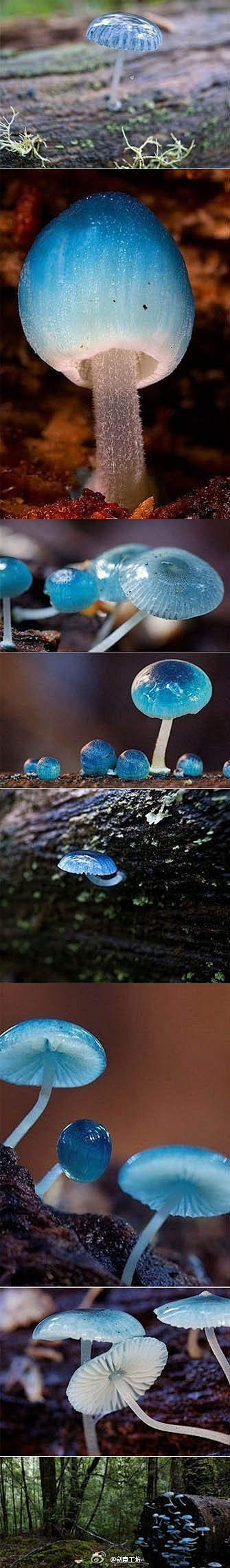 【精灵的梧桐-炫蓝蘑菇】产于澳大利亚塔斯...
