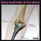 Bony landmarks of the elbow