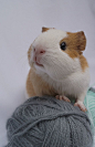 guinea pig | All About Piggies! | Pinterest