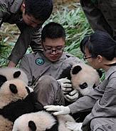 恐龙呀采集到熊猫